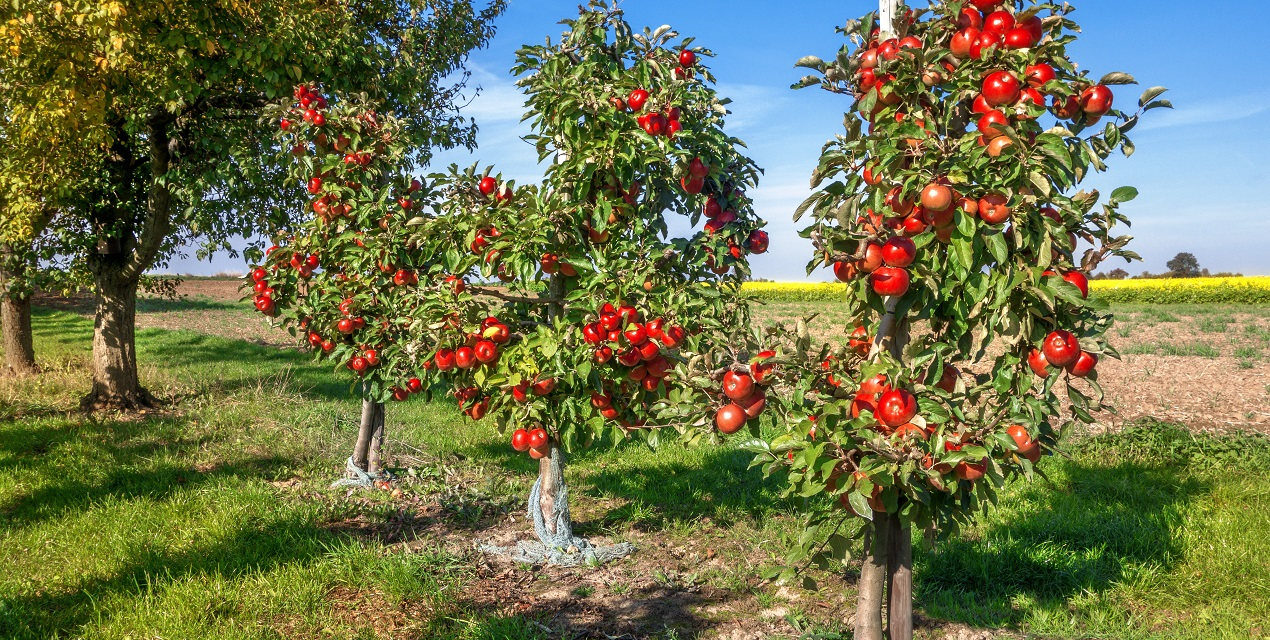 Jakie rodzaje drzewek owocowych są najpopularniejsze?