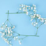 Jesienne dekoracje z gipsówki stabilizowanej – kreatywne pomysły na wyjątkowe aranżacje